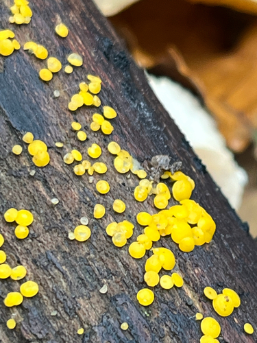 Yellow Fairy Cups