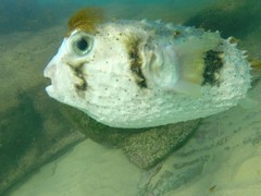 Dicotylichthys punctulatus