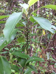 Melicytus macrophyllus