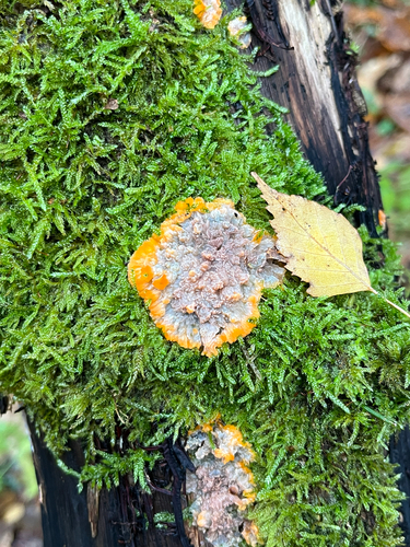 Wrinkled Crust