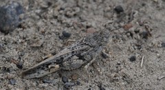 Cratypedes neglectus