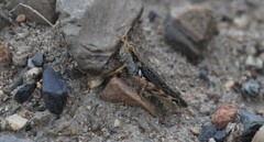 Melanoplus complanatipes