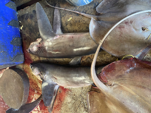 Pelagic Thresher Shark
