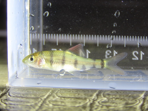Acrossocheilus wenchowensis — Cyprinidae — 2