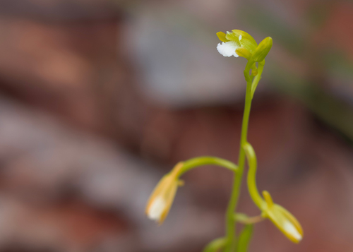 Eulophia siamensis