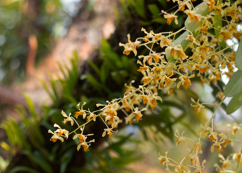 Dendrobium venustum Teijsm. & Binn. 2