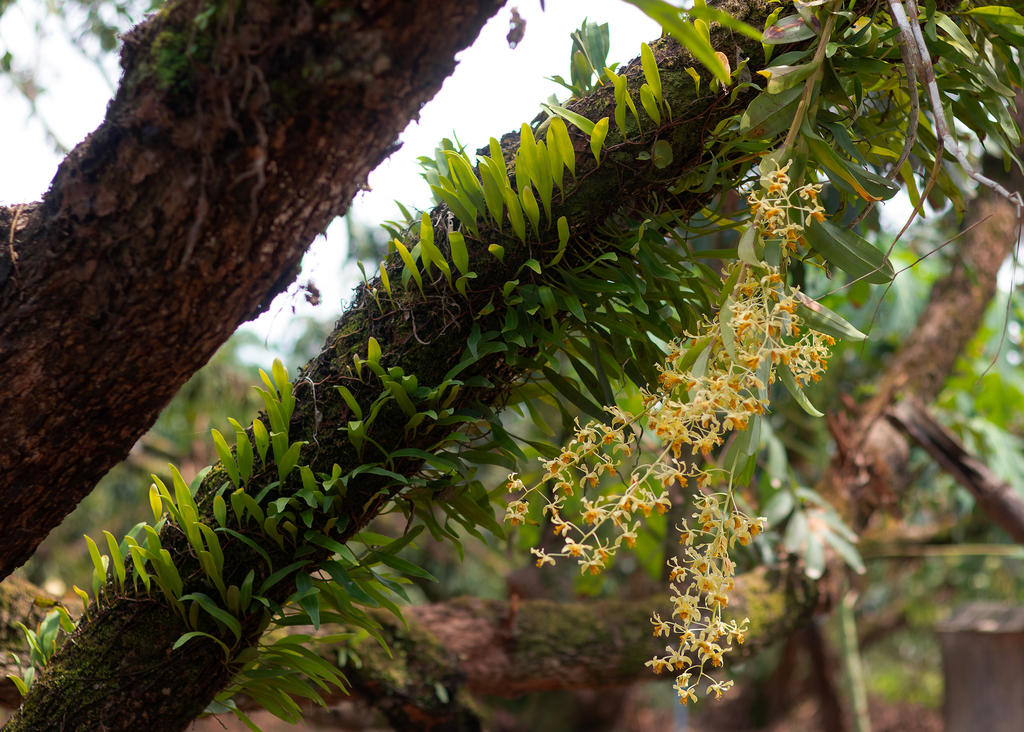 Dendrobium venustum Teijsm. & Binn. 4