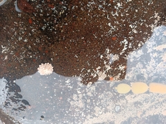 Patelloida corticata