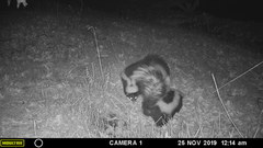 Mephitis mephitis nigra