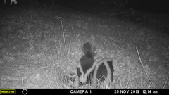 Mephitis mephitis nigra