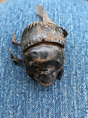 Dichotomius colonicus