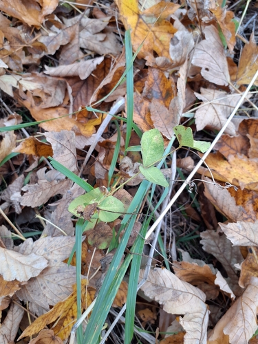 Pale-flowered Vetch (Vicia pisiformis)