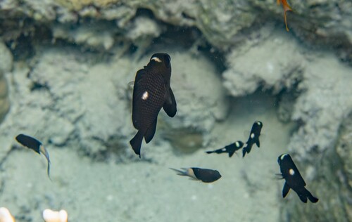 Dascyllus trimaculatus