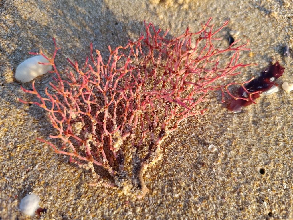 Gymnogongrus tetrasporifer