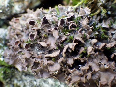 Nephroma laevigatum