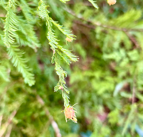 Unknown species found near Franklinton, LA, US
