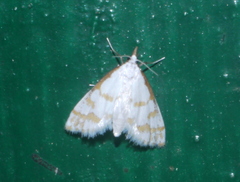 Leptosteges