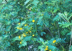 Cassiinae