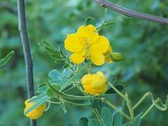 Cassiinae