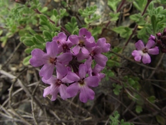 Verbena atacamensis