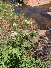 Ethulia conyzoides conyzoides