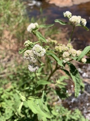 Ethulia conyzoides conyzoides