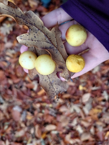 Cherry Gall Wasp