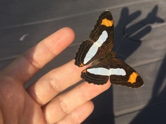 Adelpha iphicleola