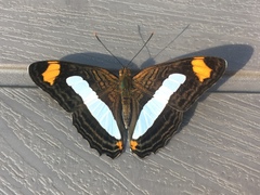 Adelpha iphicleola