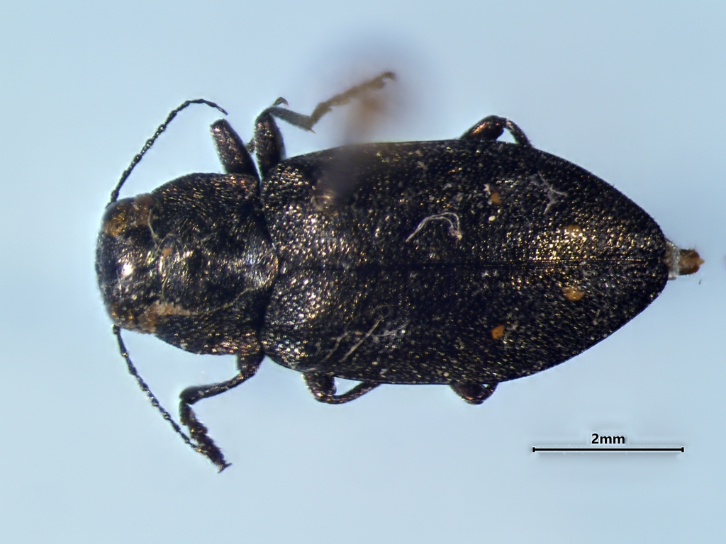 Phaenops abies