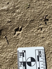 Perognathinae