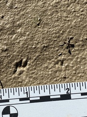 Perognathinae