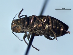Phaenops