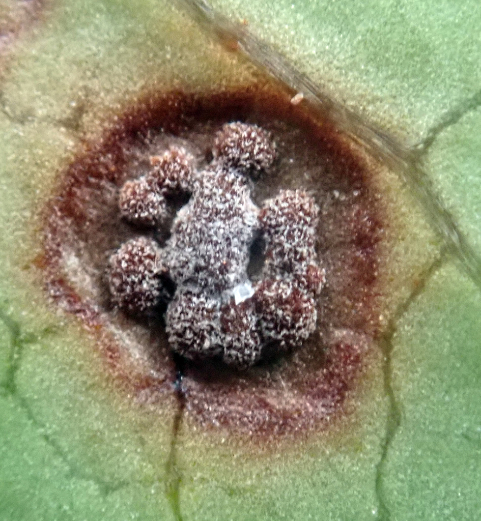 Coprosma rust