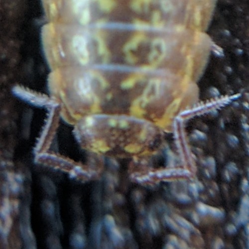 Eastern Saltmarsh Woodlouse photo 2