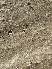 Perognathinae