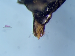 Phaenops