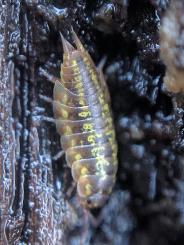 Eastern Saltmarsh Woodlouse photo 3