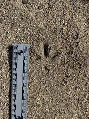 Callipepla californica