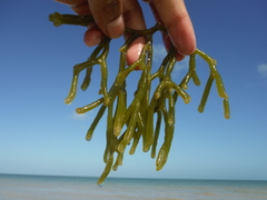 Codium isthmocladum
