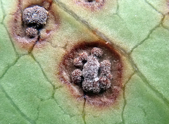 Puccinia coprosmae