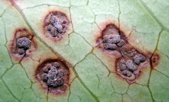 Puccinia coprosmae