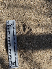 Callipepla californica