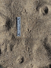 Callipepla californica