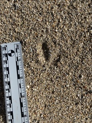 Callipepla californica