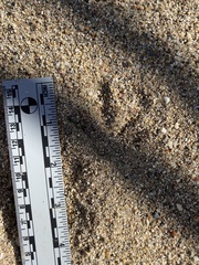 Callipepla californica