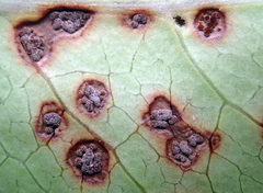 Puccinia coprosmae