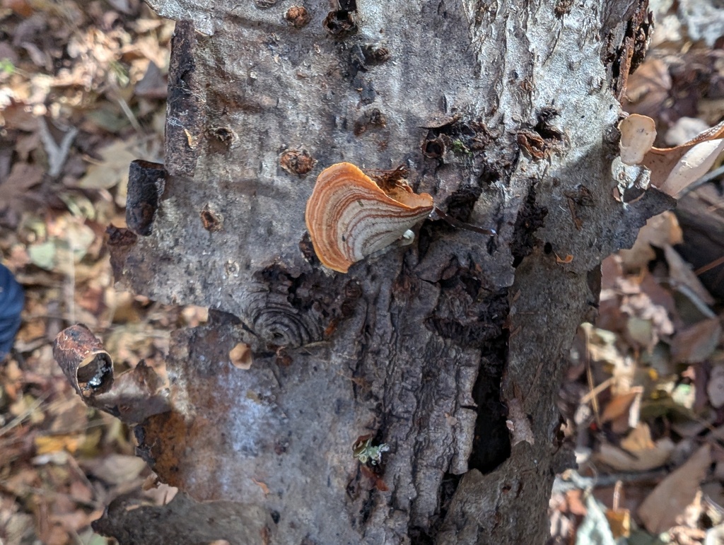 Stereum ostrea · November 2025 · photo: © atsushi_nakajima_cirque (iNaturalist, cc-by)
