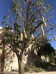 Kigelia