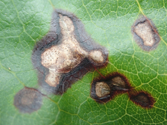 Puccinia coprosmae